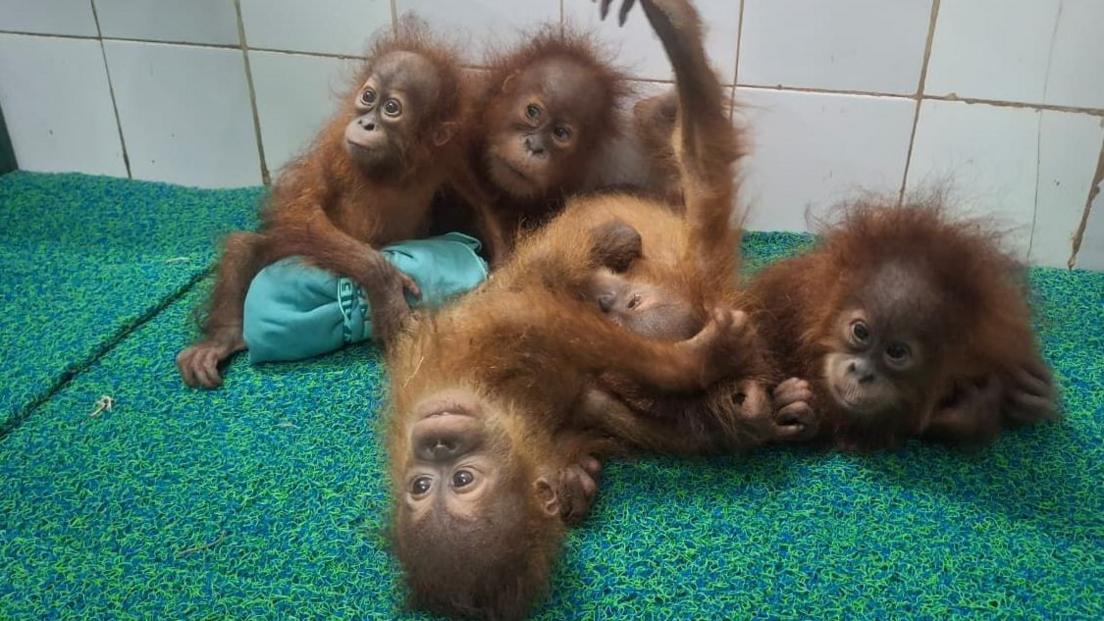 Five baby orangutans sitting on a green mat