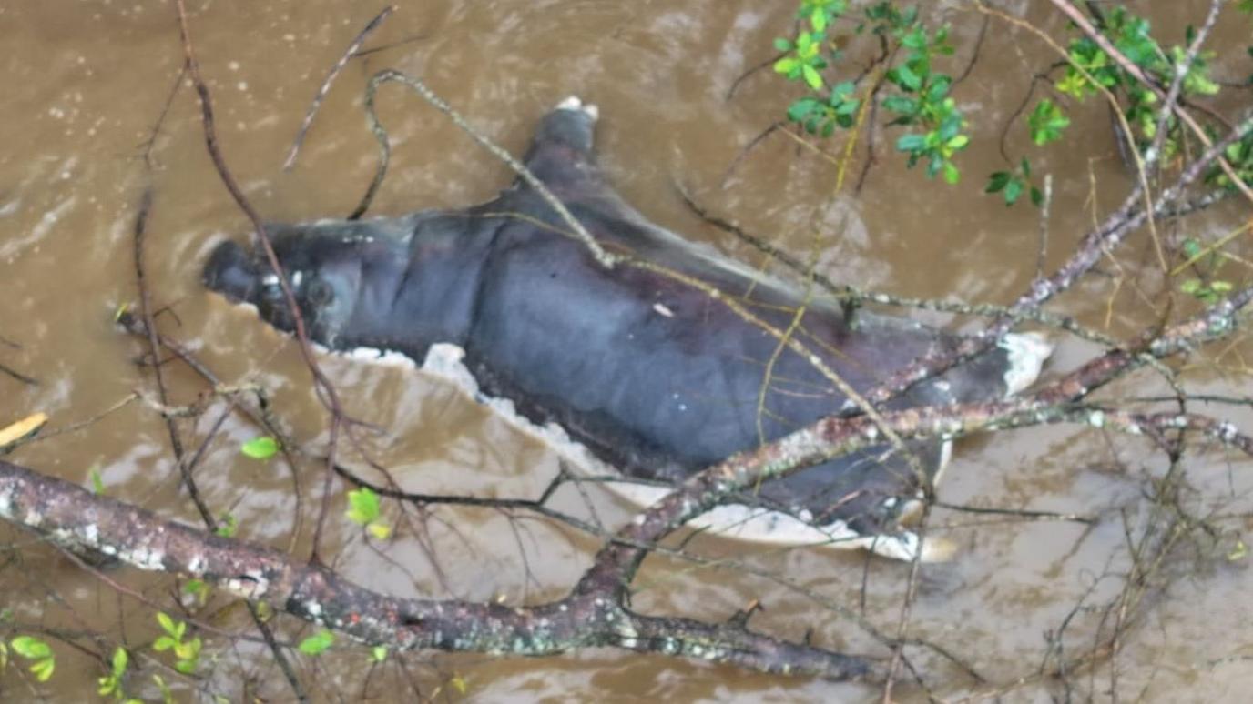 A hippo that died of anthrax floating in a pool of water in Virunga in neighbouring DR Congo