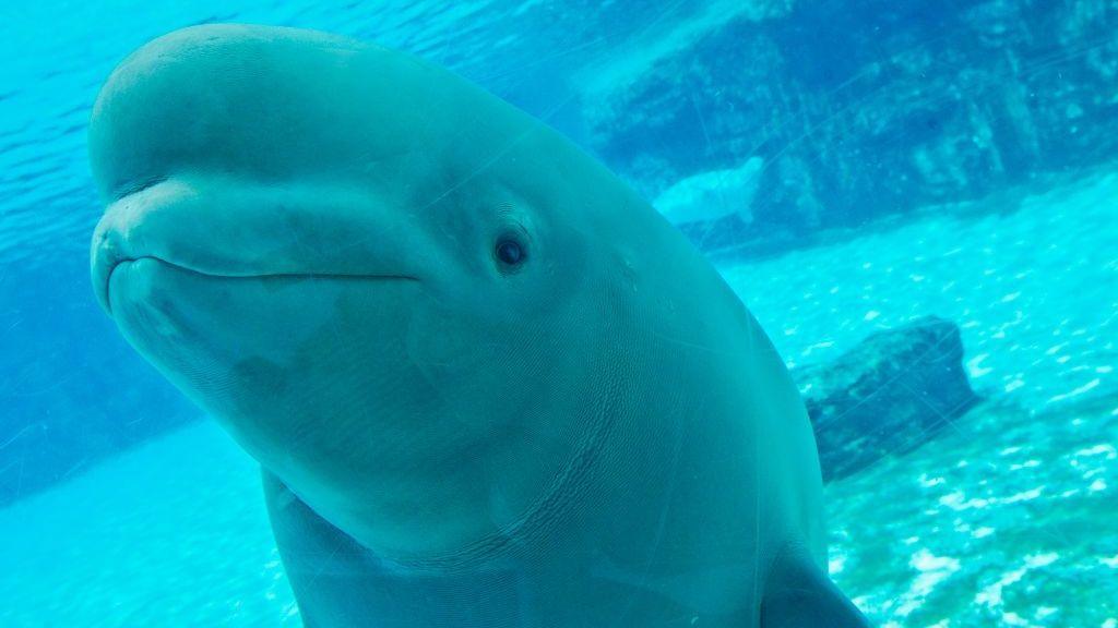 One of the Marineland beluga whales peers through the glass of Marineland's underwater viewing area.