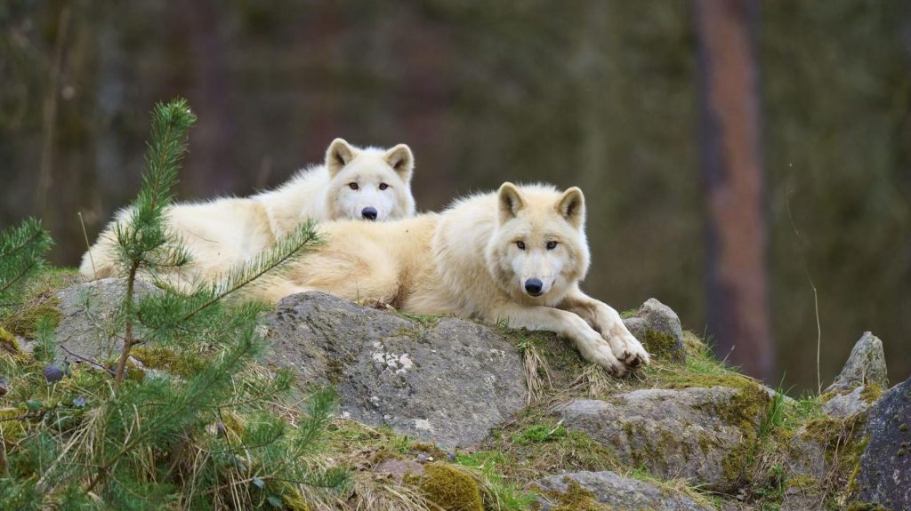 Two Arctic wolves lying on a rock in a wooded area, with foliage seen around them