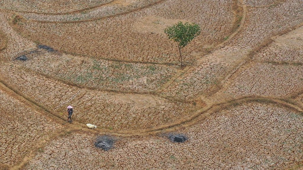 An aerial photo taken with a drone shows a shepherd herding sheep on a dried-up paddy field in Jonggol, West Java, Indonesia